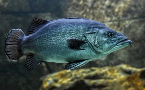 VLASNICI RIBNJAKA SE DAVE U PROBLEMIMA Potražnja za ribom pala za gotovo 50 odsto
