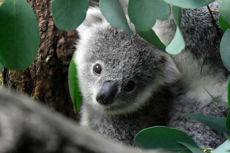 NA ISTOČNOJ OBALI Australije koale ugrožena VRSTA: Legendarni australijski sisar mogao bi da IZUMRE