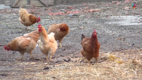 (VIDEO) POTPUNI HIT NA INTERNETU Mobilni kokošinjci sve zanimljiviji ljudima