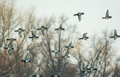 Ponovo potvrđen ptičji grip u Hrvatskoj