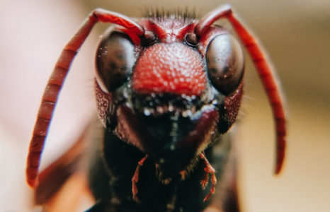 ZAPANJUJUĆE OTKRIĆE NAUČNIKA Mravi imaju razvijeno čulo mirisa i mogu prepoznati kancerogene ćelije kod ljudi