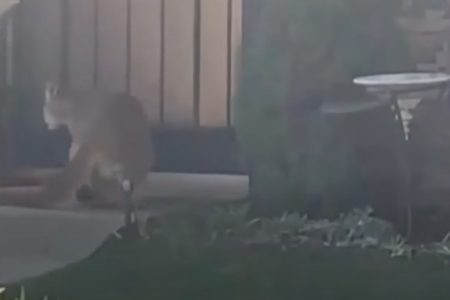 KALIFORNIJA ŽIVJELA PAR SATI U STRAHU dok je divlja zvijer „patrolirala“ naseljem! (VIDEO)