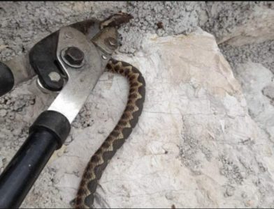 ČOVJEK NA IMANJU UBIO POSKOKA Poranile zmije otrovnice, a obično izlaze poslije Blagovijesti