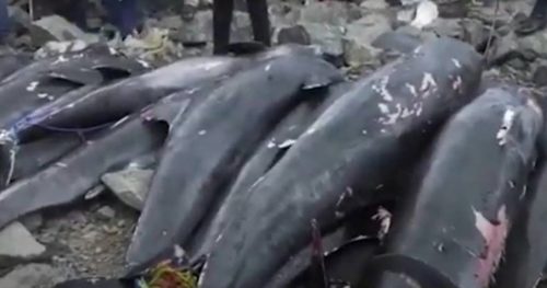 Rekordan broj uginulih delfina pronađen na obali Atlantskog okeana u Francuskoj