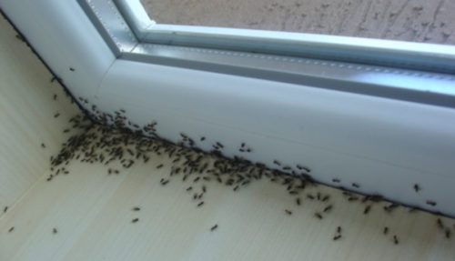 JEDNOSTAVNO I EFIKASNO! Kako da se riješite mrava u kući