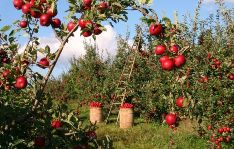 voćarstvo voćnjak sezonski posao