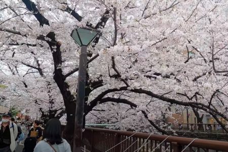 PRIRODA SE BUDI Usljed viših temperatura u Japanu ranije procvjetale trešnje