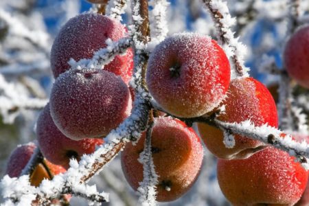 mraz prinos voća