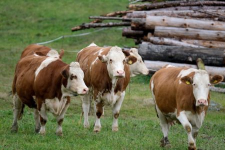 PRONAĐENA MRTVA ŽIVOTINJA: Otkriven slučaj kravljeg ludila na farmi