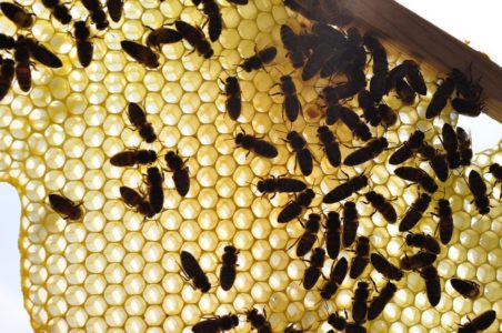 PČELE NE UNOSE ZNAČAJNIJE KOLIČINE! Zakašnjelo proljeće povećava deficit meda
