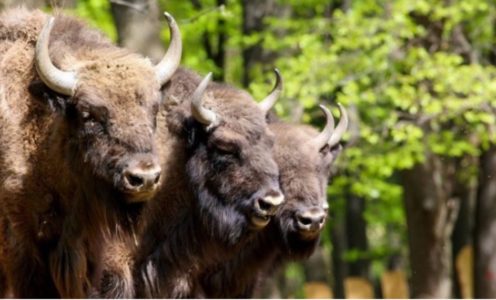 “ĐUKA DOBIO NAJVIŠE GLASOVA“: Fruškogorski bizoni dobili imena