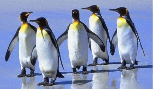 OGLAS ZA RAD IZ SNOVA?! U opisu posla – brojanje pingvina