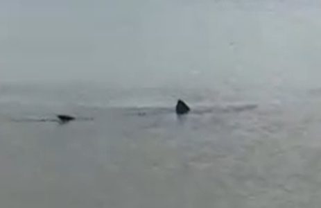 AJKULA USMRTILA TINEJDŽERKU (16) Skočila u vodu da pliva sa delfinima pa otišla u smrt