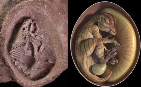NESVAKIDAŠNJI PRONALAZAK: U Kini otkrivena jaja dinosaurusa sa embrionima (FOTO)