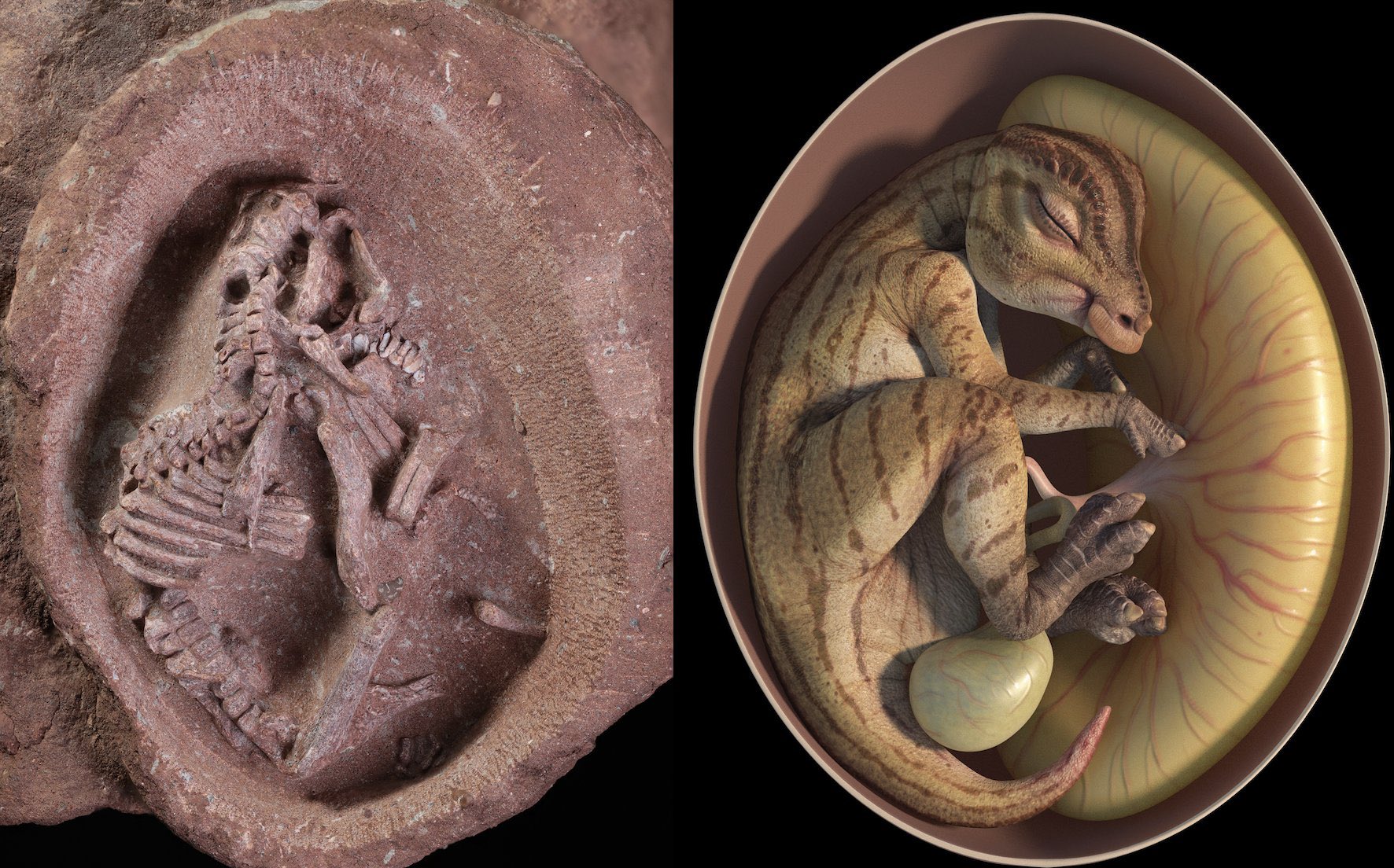 dinosaurusi jaja embrion kina