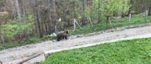 IZNENADNI SUSRET čovjeka i medvjeda na Tari (VIDEO)