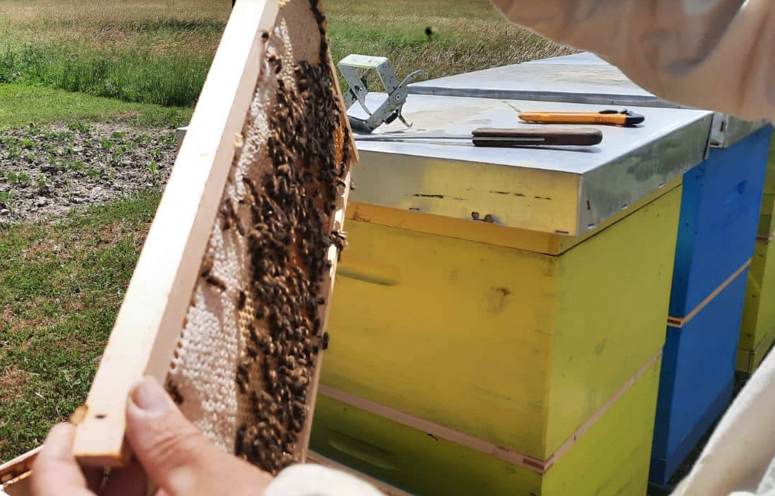Šta raditi kad vas ujede pčela