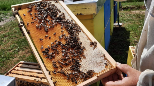 SUŠA UČINILA SVOJE Pčelari opet ostali kratkih rukava, cijena meda paprena