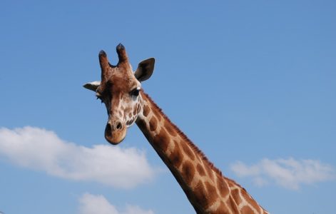 VIC DANA: Žirafin vrat!