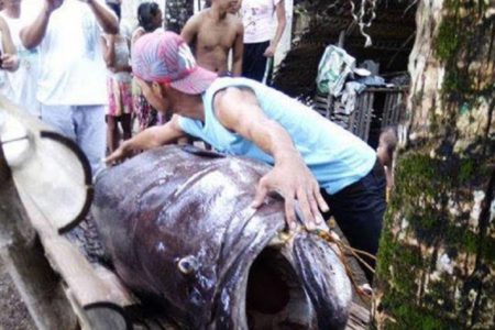 STRAVIČAN I PONOSAN ULOV MLADOG RIBARA Ulovljena mamutska riba teška skoro 200 kilograma (VIDEO)