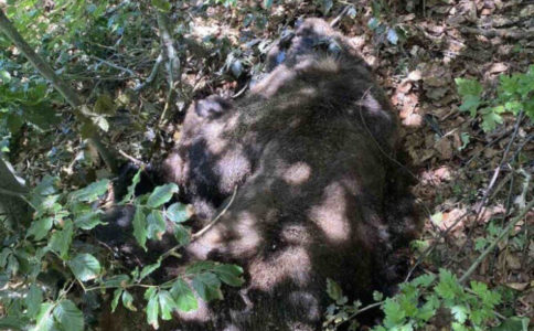 IMAO GPS OGRLICU ZA PRAĆENJE U krivolovu u lovištu „Zelengora“ ubijen medo Maglić