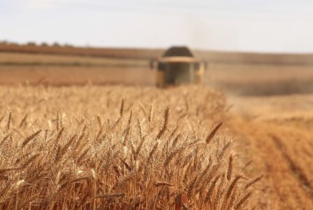 Žito pšenica žitarice