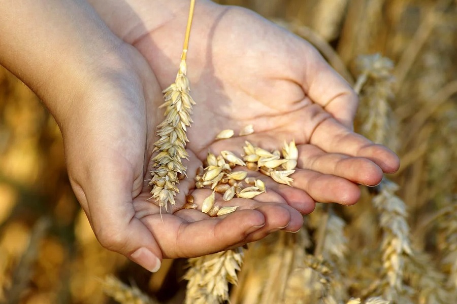 poljoprivreda žito hrana kriza