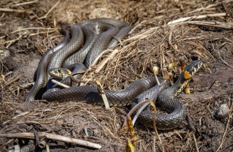HOROR NA FARMI U NJEMAČKOJ Žena držala 110 zmija, otkrivena kada je zatražila pomoć zbog ugriza