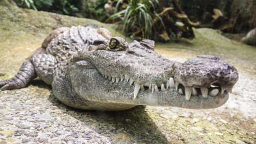 STRAVIČNA SMRT NA FLORIDI Aligatori čovjeku otkinuli tri ekstremiteta
