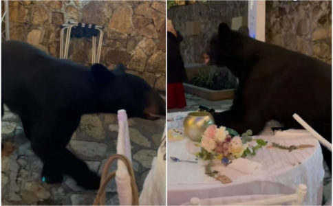 URBENESAN SNIMAK SA VJENČANJA Medvjed upao na slavlje i kvalitetno se počastio (VIDEO)