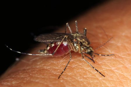 IMATE „SLATKU“ KRV Zašto komarci ujedaju neke ljude, a neke zaobilaze?
