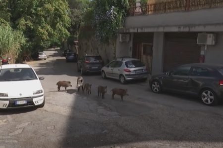 VEPROVI BJEŽEĆI OD VUKOVA ZAROBILI „VJEČNI GRAD“ Rim muku muči sa divljim svinjama koje napadaju prolaznike (VIDEO)