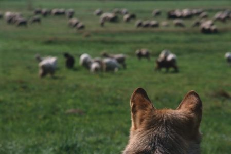 VELIKA ŠTETA U BIJELOM POLJU Vukovi zaklali 40 ovaca i jagnjadi
