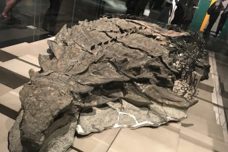 OTKRIVENA NOVA VRSTA DINOSAURUSA Kanadski muzej ponudio uvidu u savršeno očuvan fosil (FOTO)