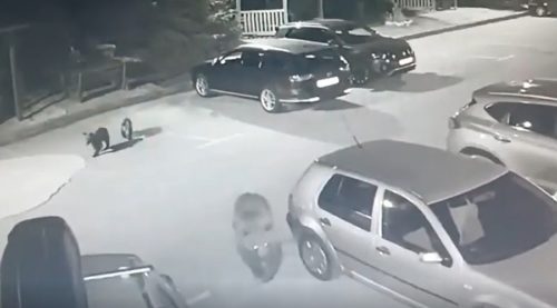 MEČKA SA MLADUNCIMA PROŠETALA PARKINGOM Kamera snimila kako rove po smeću i šetkaju se između automobila (VIDEO)