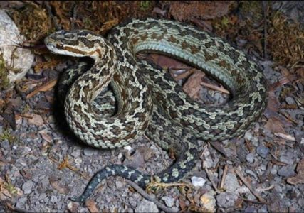 SAMO NAM JE ONA FALILA Nova vrsta zmije otkrivena u Kini, otrov im truje krv i izaziva otekline