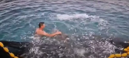 NESVAKIDAŠNJA AKCIJA U RIJECI Ribari Spasili delfina koji se zapetljao u mrežu (VIDEO)
