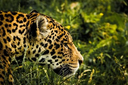 LIJEPE VIJESTI IZ ARGENTINE Poslije 70 godina rođeni prvi divlji jaguari