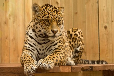 VELIKI USPJEH PROJEKTA Poslije 70 godina rođeni prvi divlji jaguari u Argentini