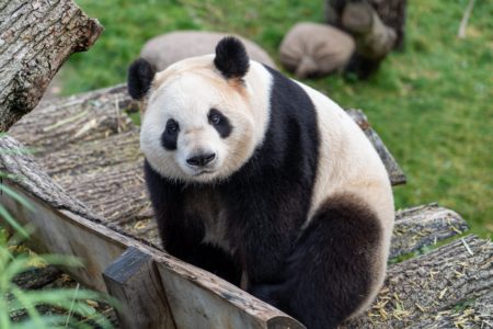 PONOVO „PANDA DIPLOMATIJA“ Kina obnavlja gest prijateljstva prema Americi