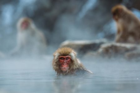 ZAMKE NE POMAŽU, NE ZANIMA IH HRANA Majmuni u Japanu ozbiljno prijete ljudima: Pokušavaju otimati bebe, gristi i uvući se u vrtiće