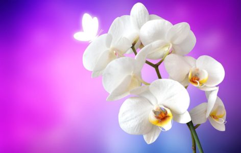 Tri sigurna znaka da je vrijeme da presadite orhideju