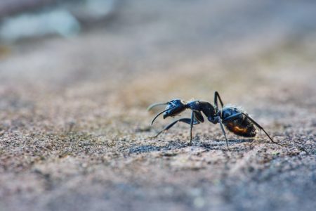 „LAKO IH JE OBUČITI JER BRZO UČE“ Mravi mogu „namirisati“ tumor u uzorku urina