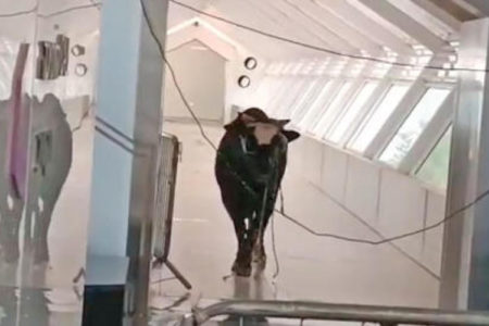 INCIDENT KAKAV SE NE VIĐA ČESTO Razjareni bik utrčao u banku (VIDEO)