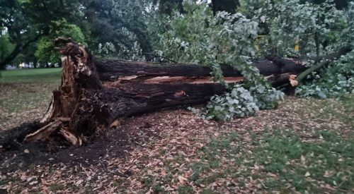 VJETAR OBORIO DRVEĆE U BANJALUCI Posljedice olujnog nevremena, stabla polomljena leže na zemlji (FOTO/VIDEO)
