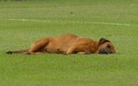 HIT VIDEO Pas zaspao na terenu, utakmica prekinuta dok se nije probudio (VIDEO)