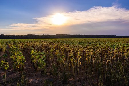 ZABRINJAVAJUĆI PODACI ZA BiH Dolaze periodi duge suše, poljoprivredu čeka borba za vodu