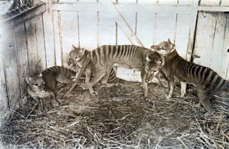 NAUKA „IZ BAJKE“ Naučnici vjeruju da mogu vratiti izumrlog tasmanijskog tigra