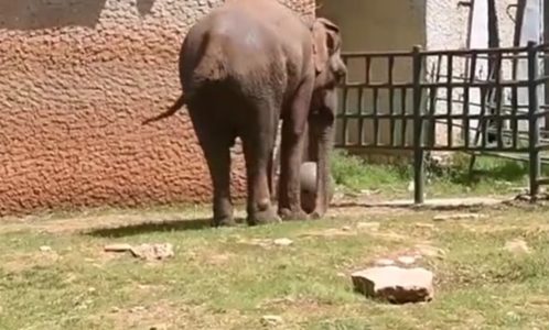 FEŠTA NA BRIJUNIMA Titova slonica Lanka proslavila 50. rođendan, na dan pojede više od 60 kilograma hrane