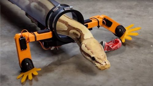 „POPRAVIO“ EVOLUCIJSKU GREŠKU Izmislio robo-odijelo koje omogućava zmijama da hodaju pomoću nogu (VIDEO)